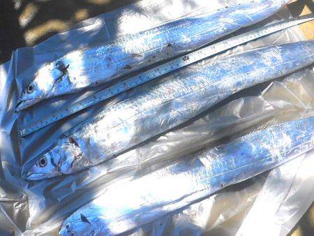 石津浜　４日連荘絶好調